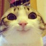 KucingTetangga's profile picture