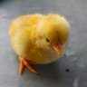 Aya profil fotoğrafı