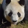 Profilbild von daen