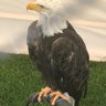 Hans Hansen's profile picture