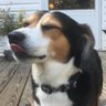 LittleBoyDogandMe's profile picture