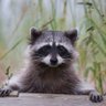 RiskNeutralRacoon profil fotoğrafı
