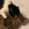 Benedetta Raspati's profile picture