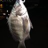 呟いたら負けだと思っていた profil fotoğrafı