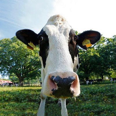 KOIWAI_Makibaen's profile picture