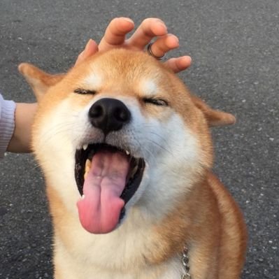 柴犬ケンさんと愉快な仲間's profile picture