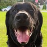 Woonyvilleslugger's profile picture