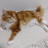 まるんるぷらす's profile picture