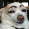 Doge 的头像