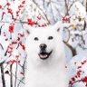 sakurabbb1993323 🍮 profil fotoğrafı