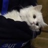 Profilbild von 看开就好啦