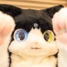 Profilbild von はい/クォイル⏩️JMoF