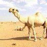 راع العشوى 的头像