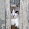 Фото профиля Chikaにゃん