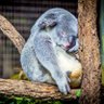ネムカドネザール 的头像