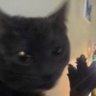 CatBarback 的头像