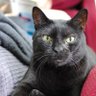 GatodeBombay profil fotoğrafı