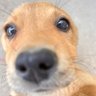 飞鹰 profil fotoğrafı