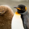 PenguinArmy profil fotoğrafı