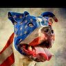 Profilbild von MAGA - American Pitbull 🇺🇸