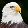 النسر profil fotoğrafı