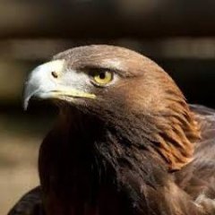 _Avashin's profile picture
