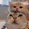 meow profil fotoğrafı