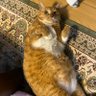 助右ヱ門 茶トラ愛猫21 的头像