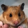 Фото профиля 🐹ハムハム探検隊🐀🐹🐀🐁🐹🐹🐹🐹