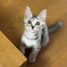 あゆみ(たぐてぃぶ子) 的头像