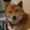 Фото профиля 笑笑