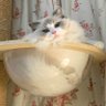 Profilbild von 乐干面
