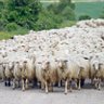 Фото профиля The Sheeples Republic