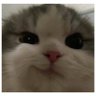 N profil fotoğrafı