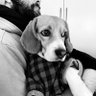 Pepegrillo - The Wise Beagle 🦗🐶🐾 profil fotoğrafı