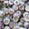 Profilbild von Garlic Farmer