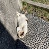 Profilbild von 南の島のアルトゥーロ