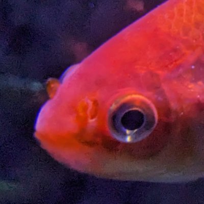 ThaRixer's profile picture