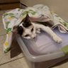 Troy @ cat advocate #HeavyMetalCats's profile picture