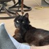 Cat B's profile picture