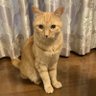 詩音:🐈🐾🧶's profile picture