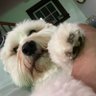 miguicho's profile picture