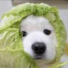 compoundhunter's profile picture