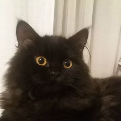 PigpenVeint's profile picture