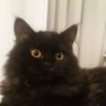 Фото профиля Otro Gato