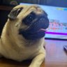 ムギムギ profil fotoğrafı