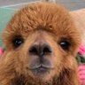 ヨウ 的头像
