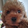 どんぐりどん profil fotoğrafı