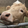 Maureen Odenwald's profile picture