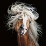 Cheryl Chatel profil fotoğrafı
